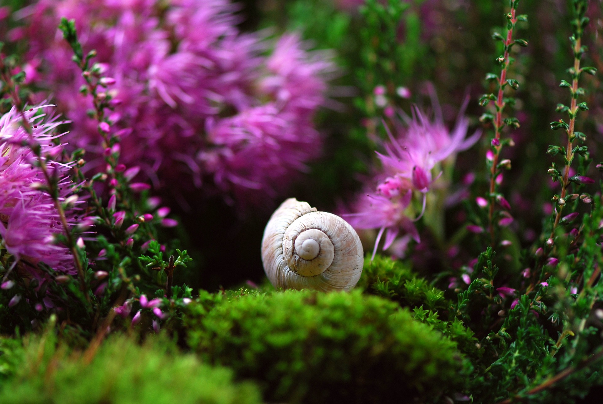 Riflessologia plantare